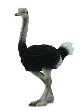 Collecta – Ostrich