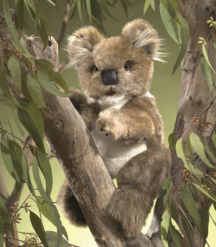 Folkmanis &#8211; Koala Puppet2